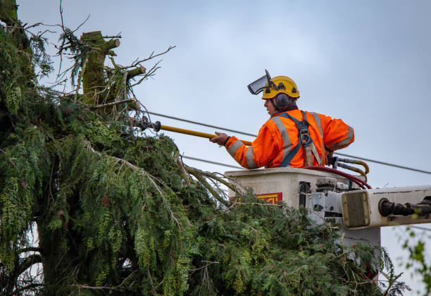 Best Arborist Consultation Services  in Enochville, NC