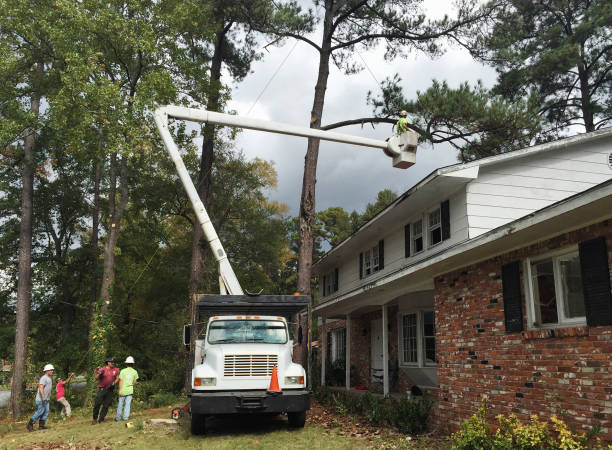  Enochville, NC Tree Services Pros