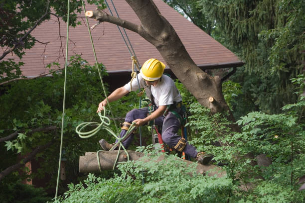 Best Tree Risk Assessment  in Enochville, NC