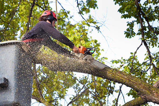 Mulching Services in Enochville, NC